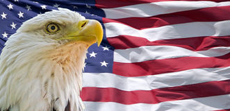 bald-eagle-american-flag-front-32160142